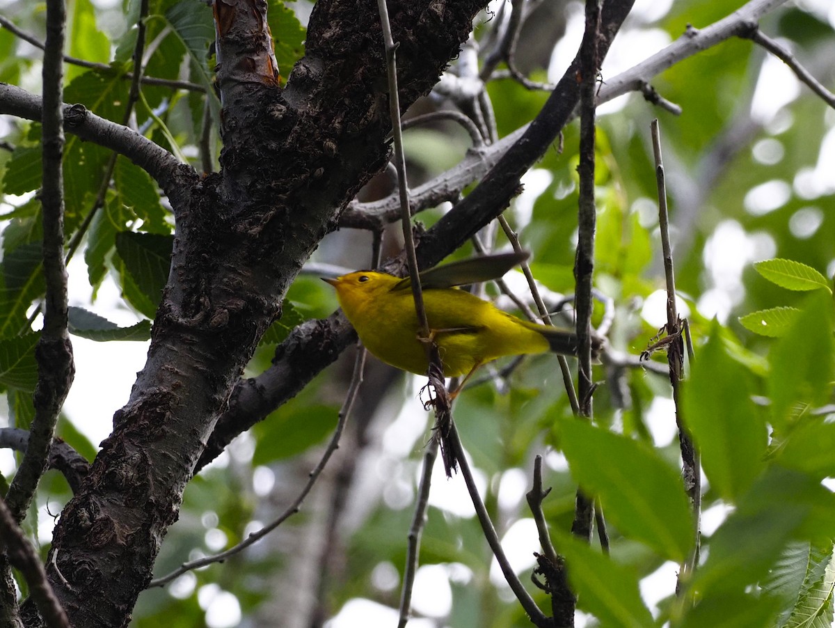 Wilson's Warbler - ML608775090