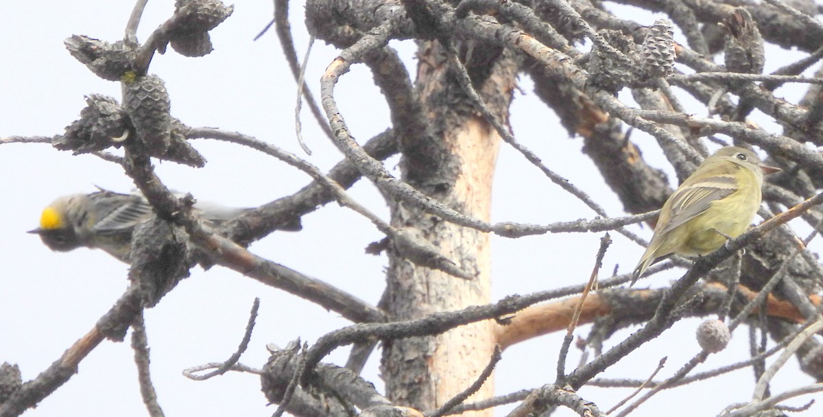 Western Flycatcher (Cordilleran) - ML608775169