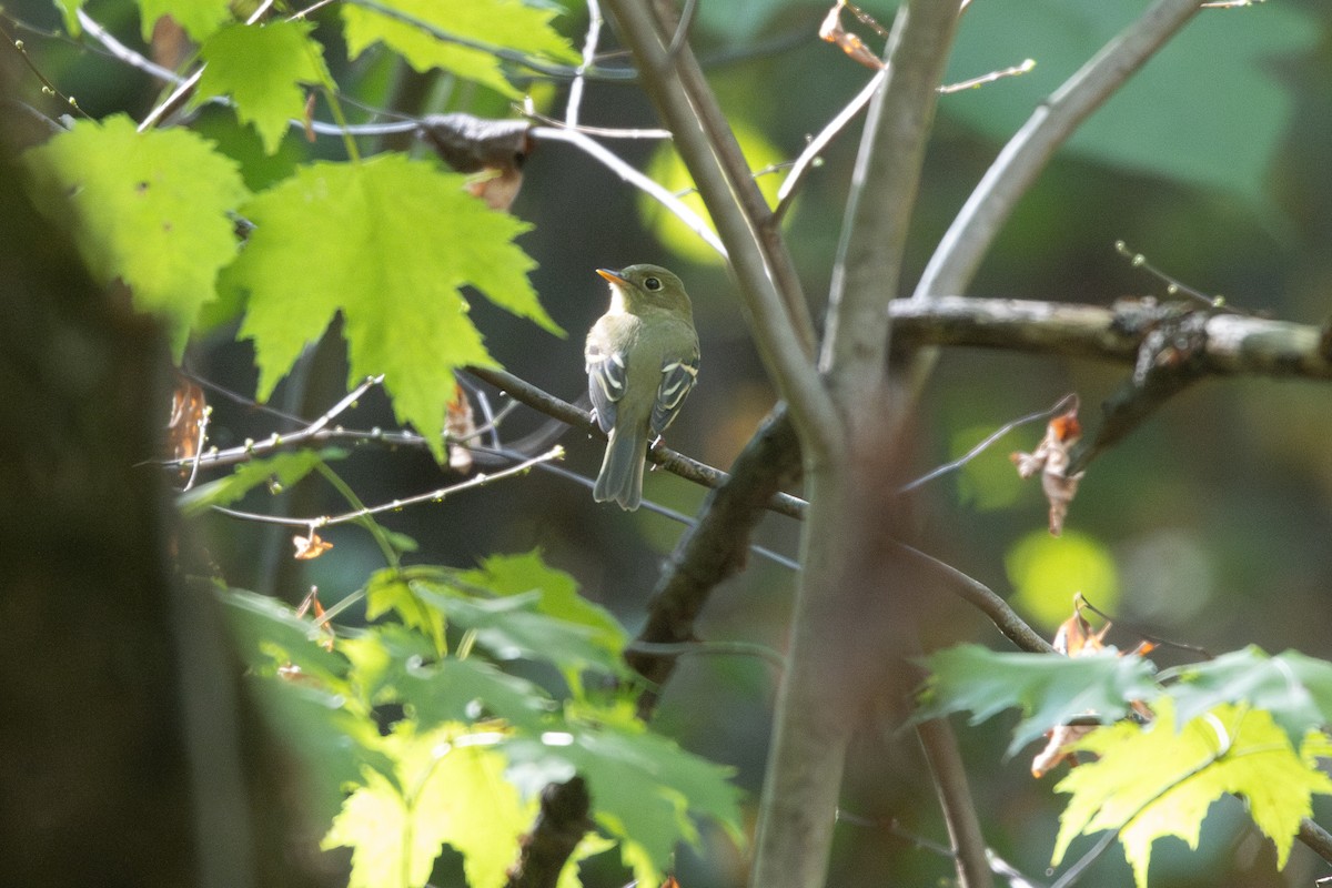 Yellow-bellied Flycatcher - Emily Smith