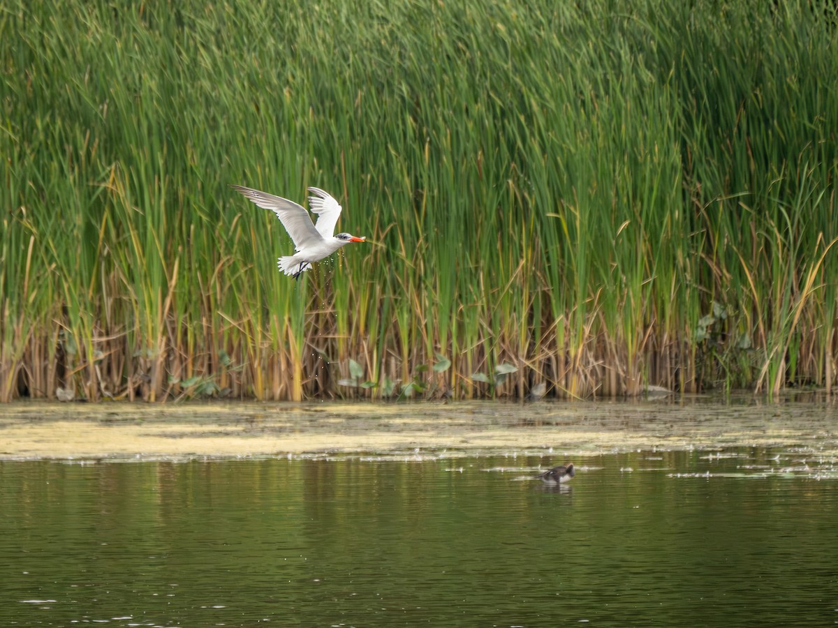 Caspian Tern - David Howe & Rosanne Dawson