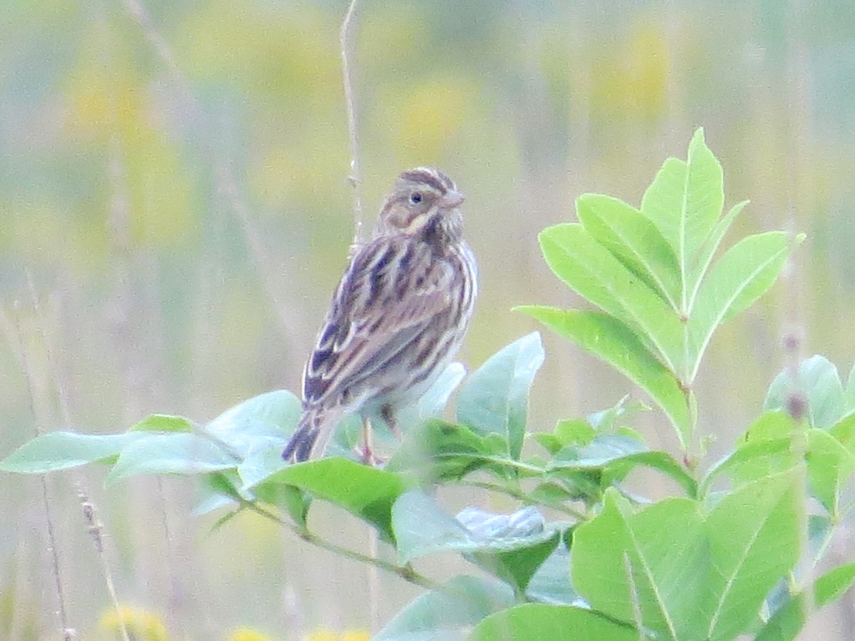 Savannah Sparrow - ML608775239