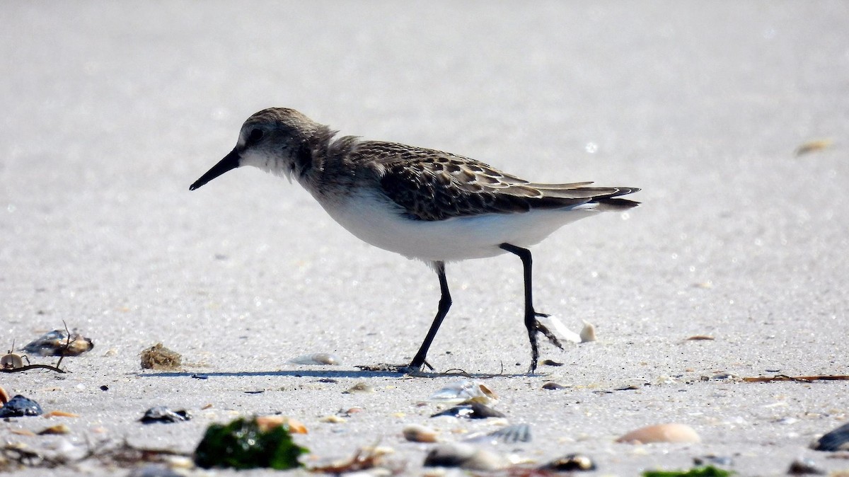 Semipalmated Sandpiper - ML608775273