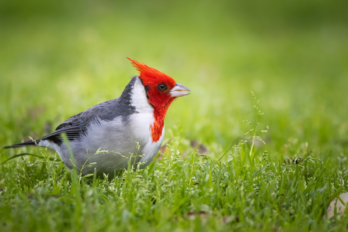 Red-crested Cardinal - ML608775300