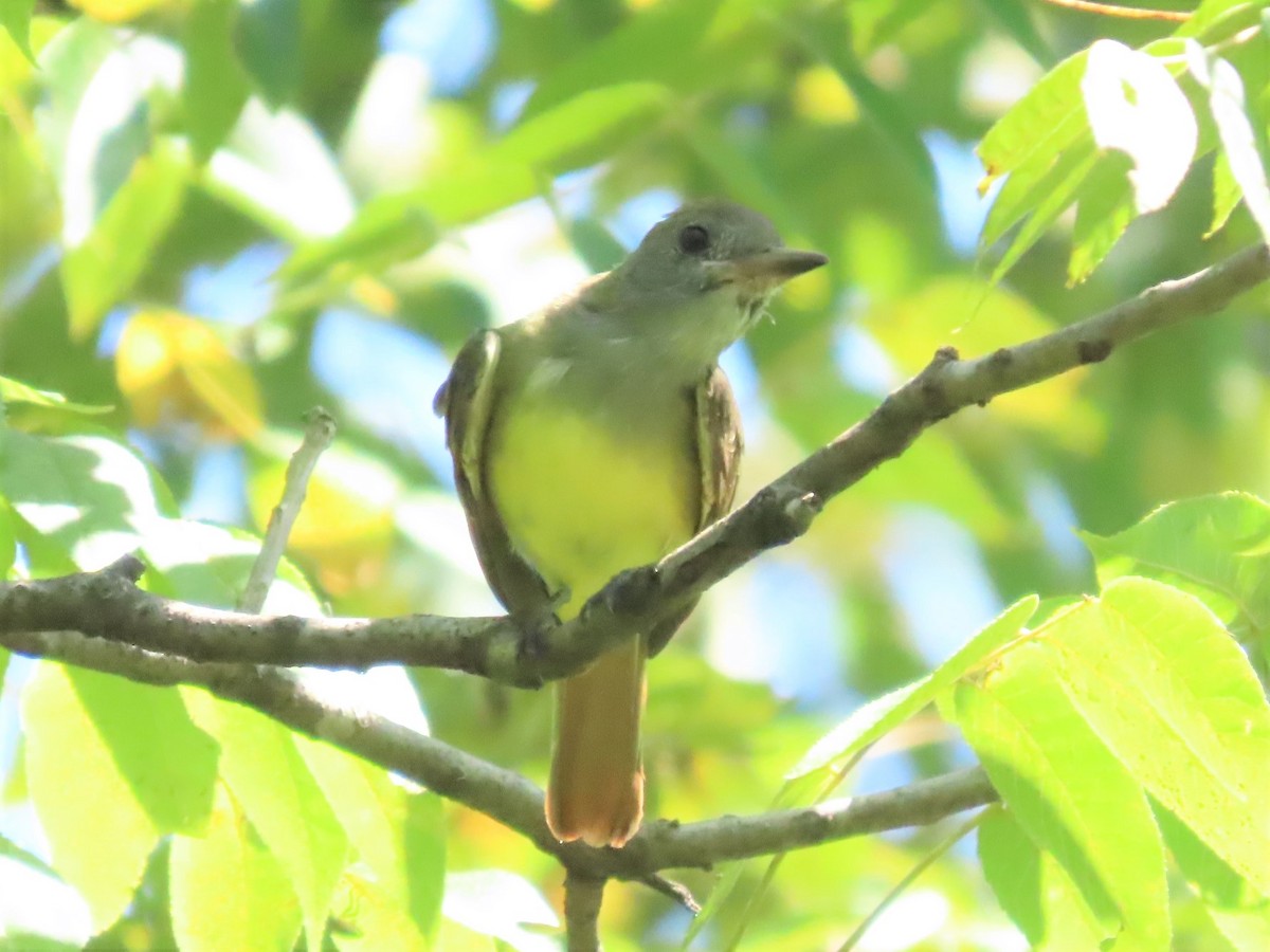 Great Crested Flycatcher - ML608775419
