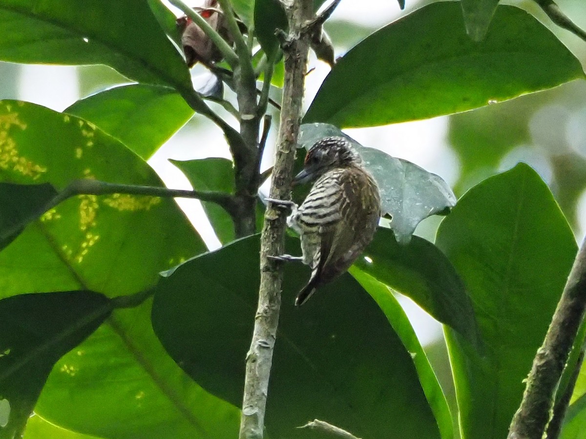 Lafresnaye's Piculet - ML608775463