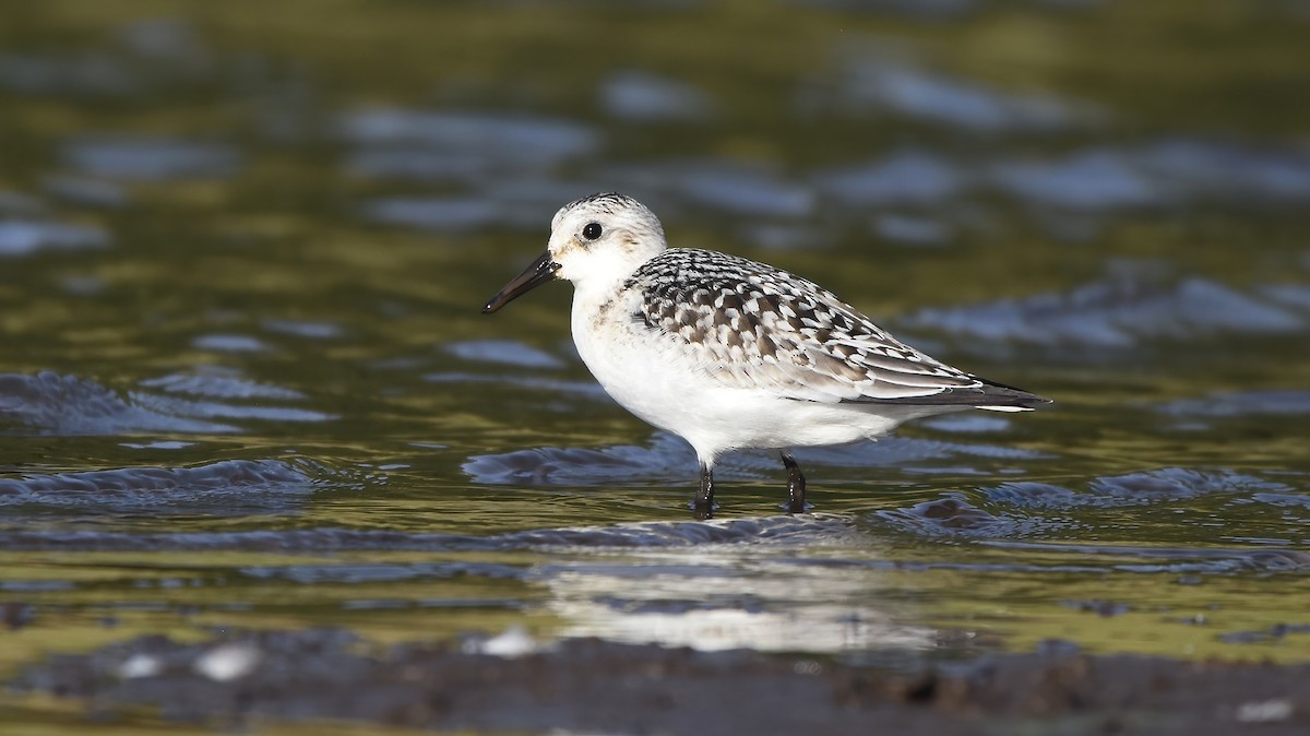 Bécasseau sanderling - ML608775478