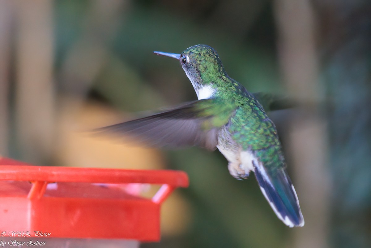 Ecuadorian Piedtail - Steve Zehner