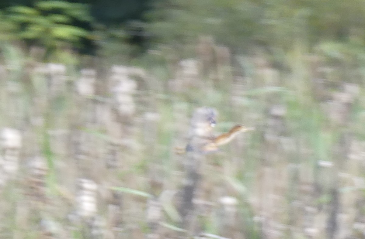 Least Bittern - ML608775623