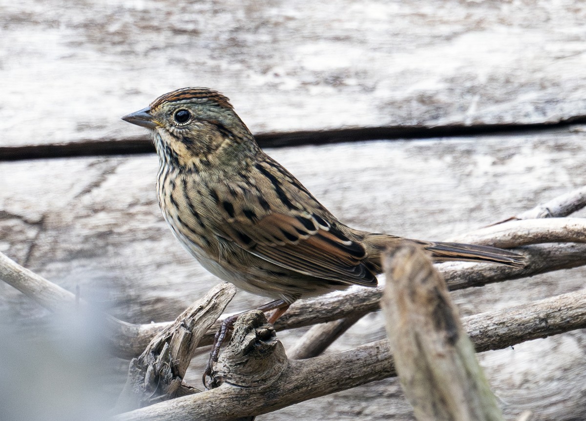 Lincoln's Sparrow - ML608775645