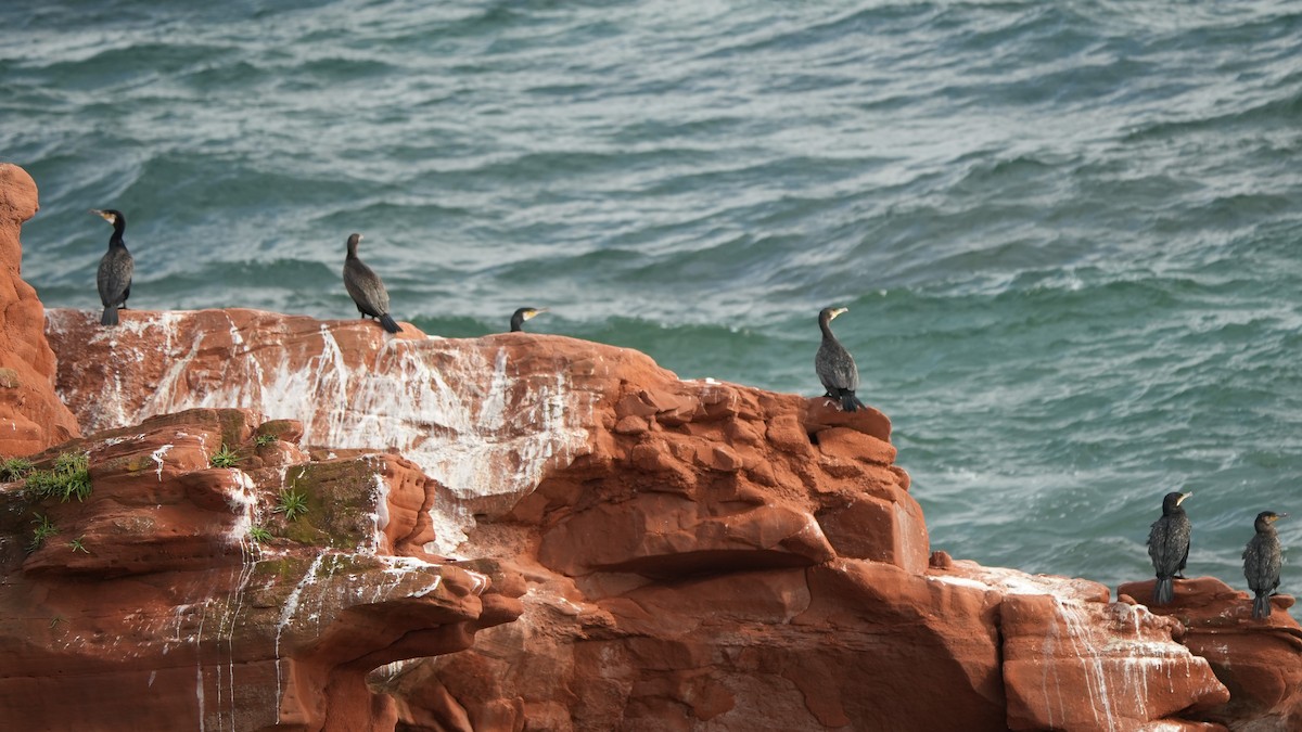 Great Cormorant - Ian Langlois Vaillancourt