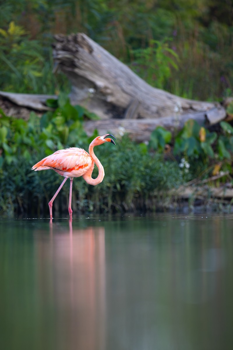 American Flamingo - ML608775784