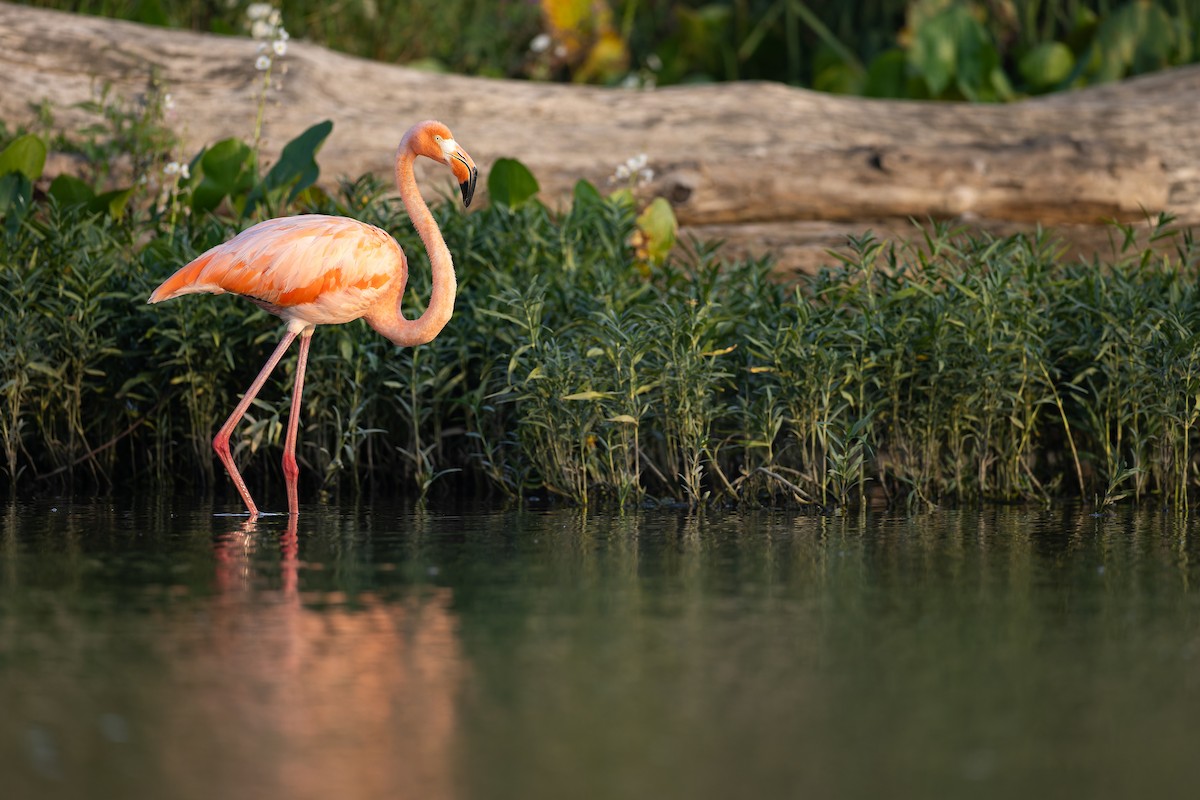 American Flamingo - ML608775785