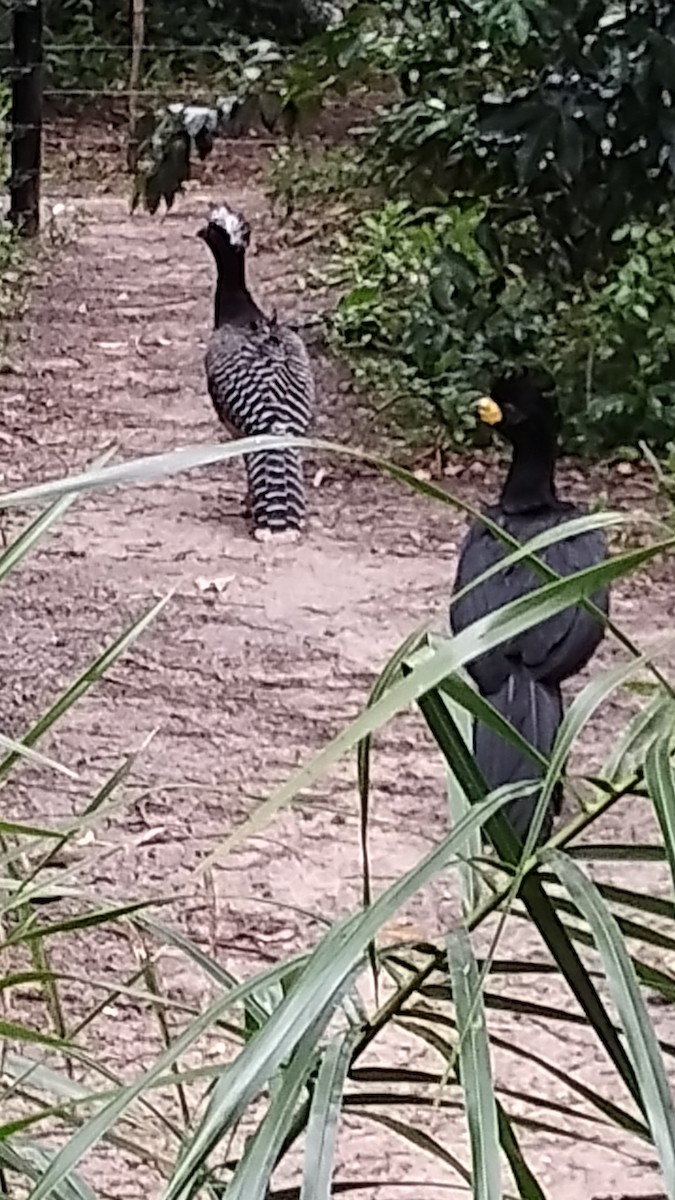 Bare-faced Curassow - ML608775838