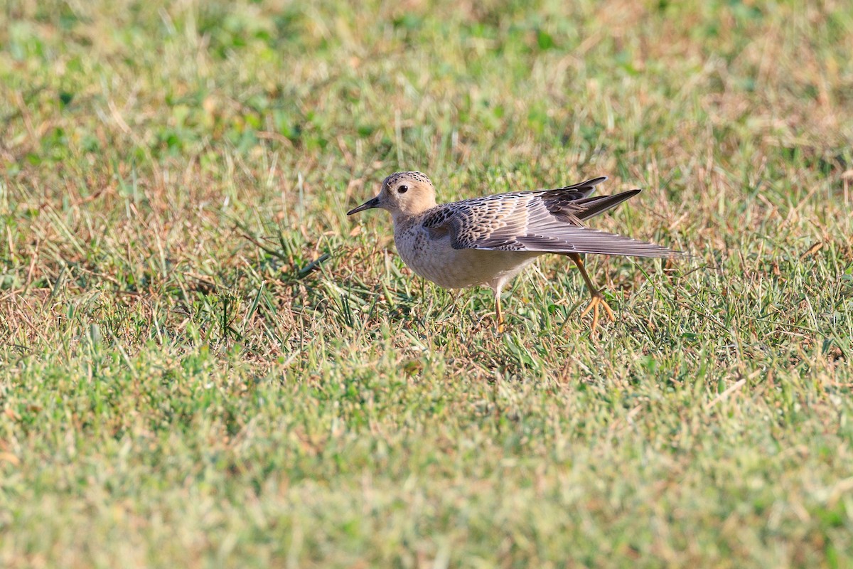 Buff-breasted Sandpiper - ML608775892