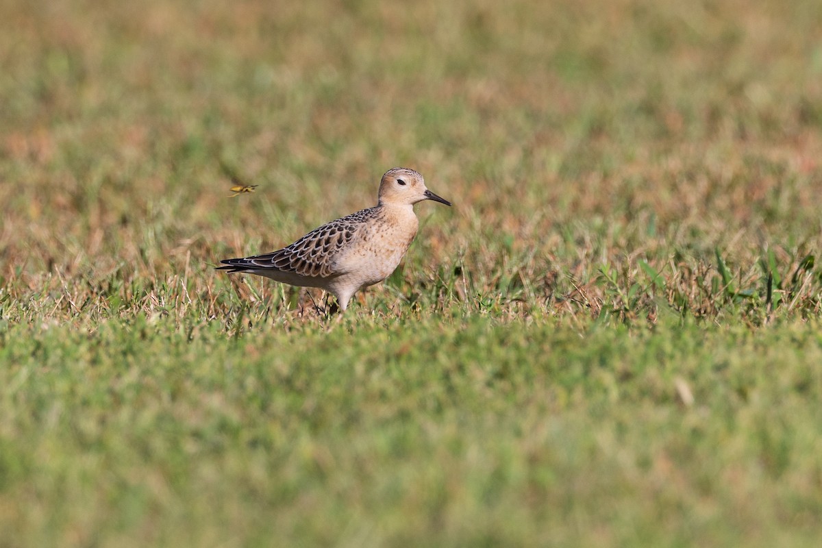 Buff-breasted Sandpiper - ML608775893