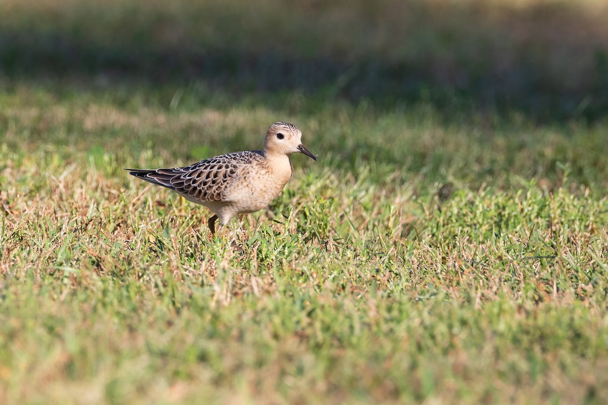 Buff-breasted Sandpiper - ML608775894