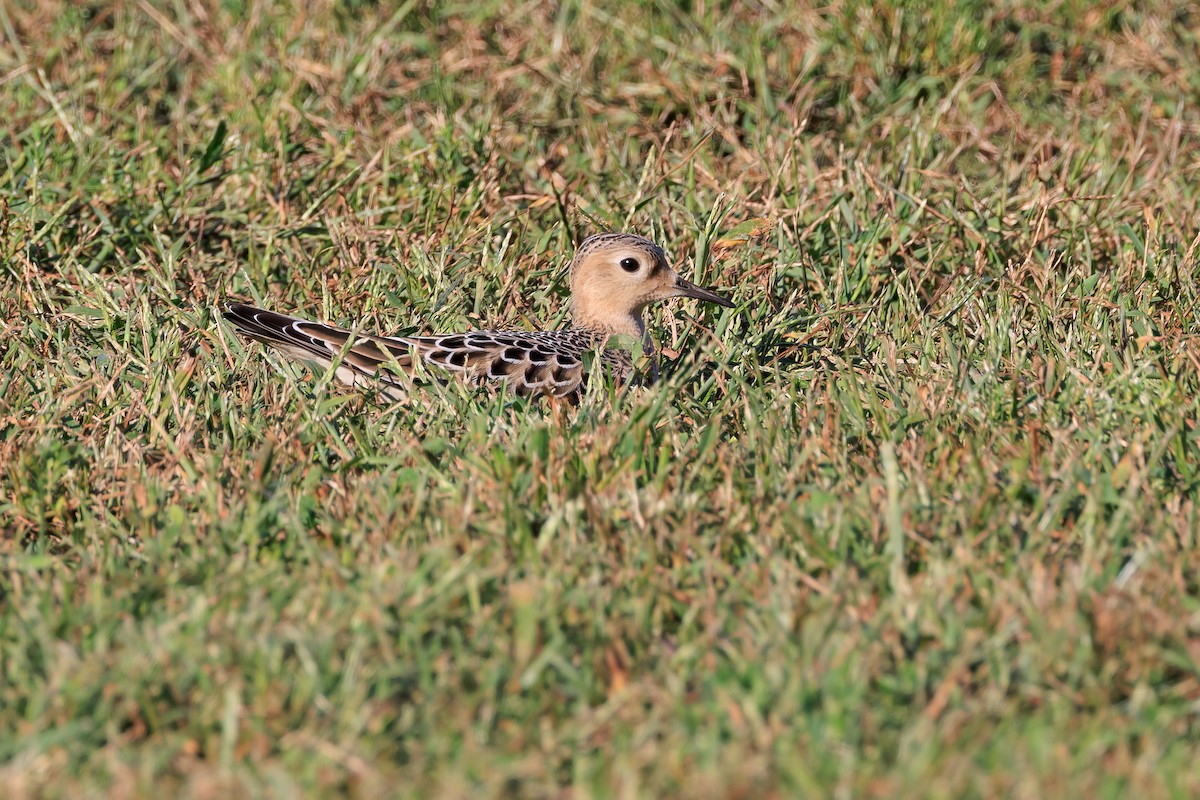 Buff-breasted Sandpiper - ML608775895