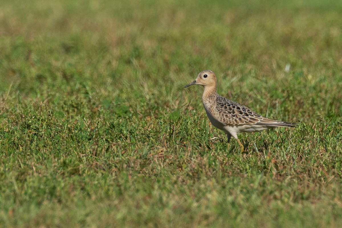 Buff-breasted Sandpiper - ML608775896