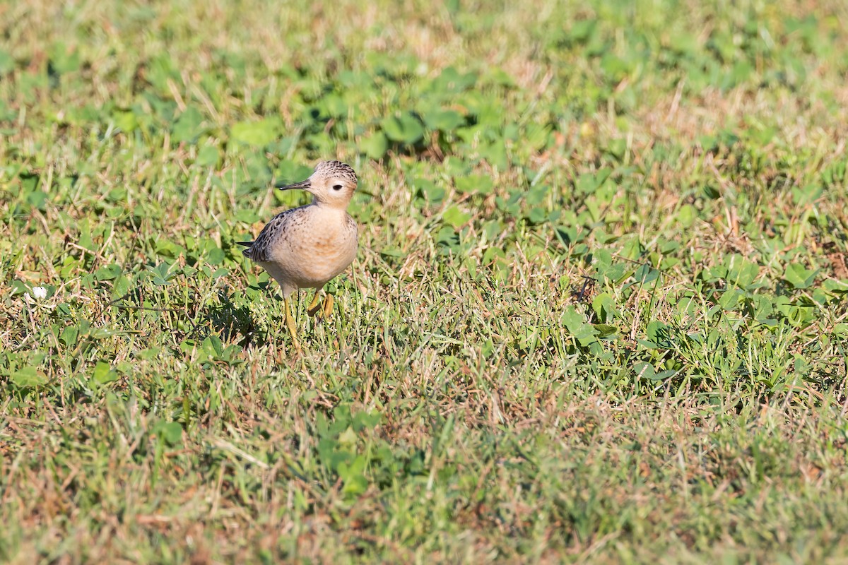 Buff-breasted Sandpiper - ML608775898