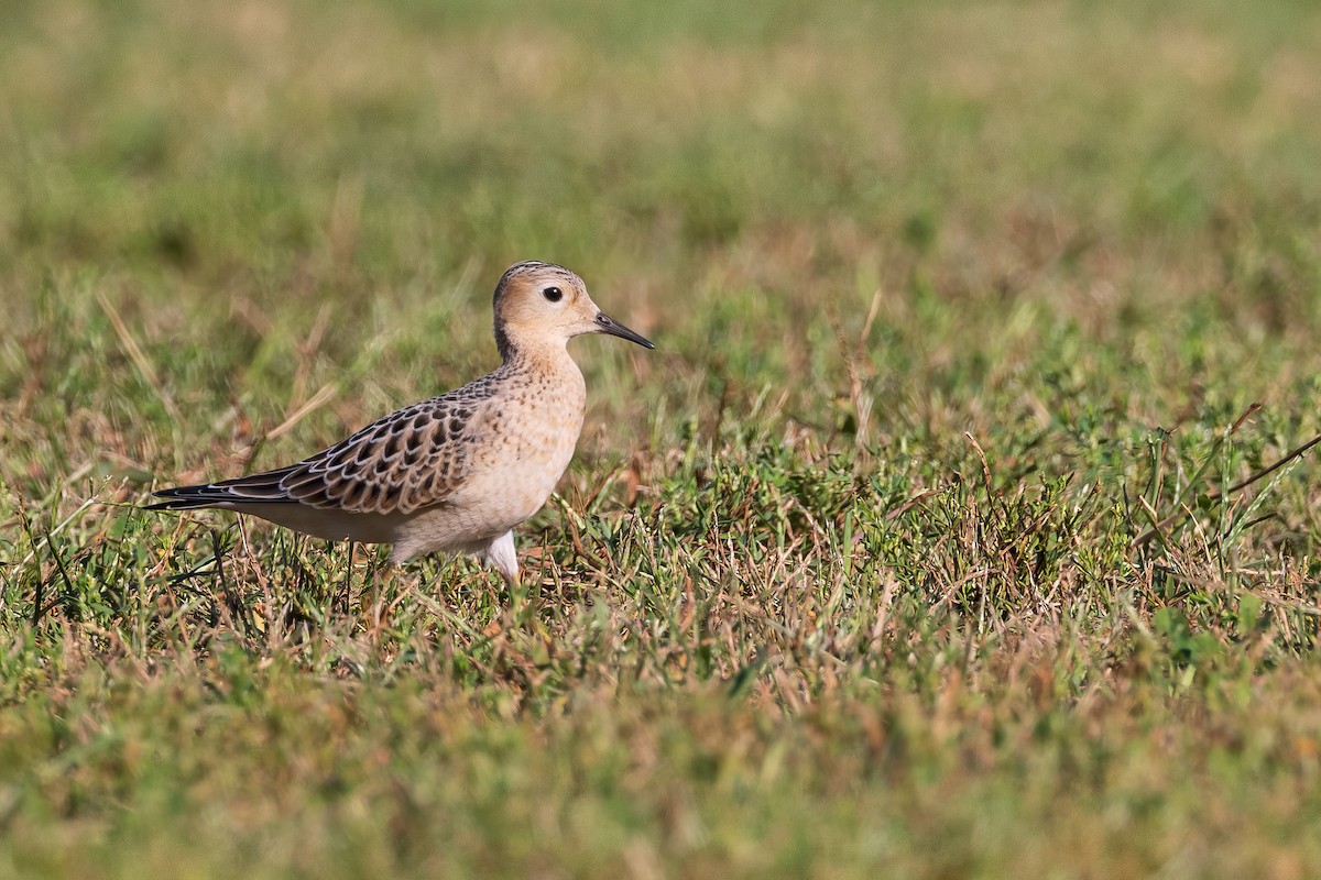 Buff-breasted Sandpiper - ML608775899