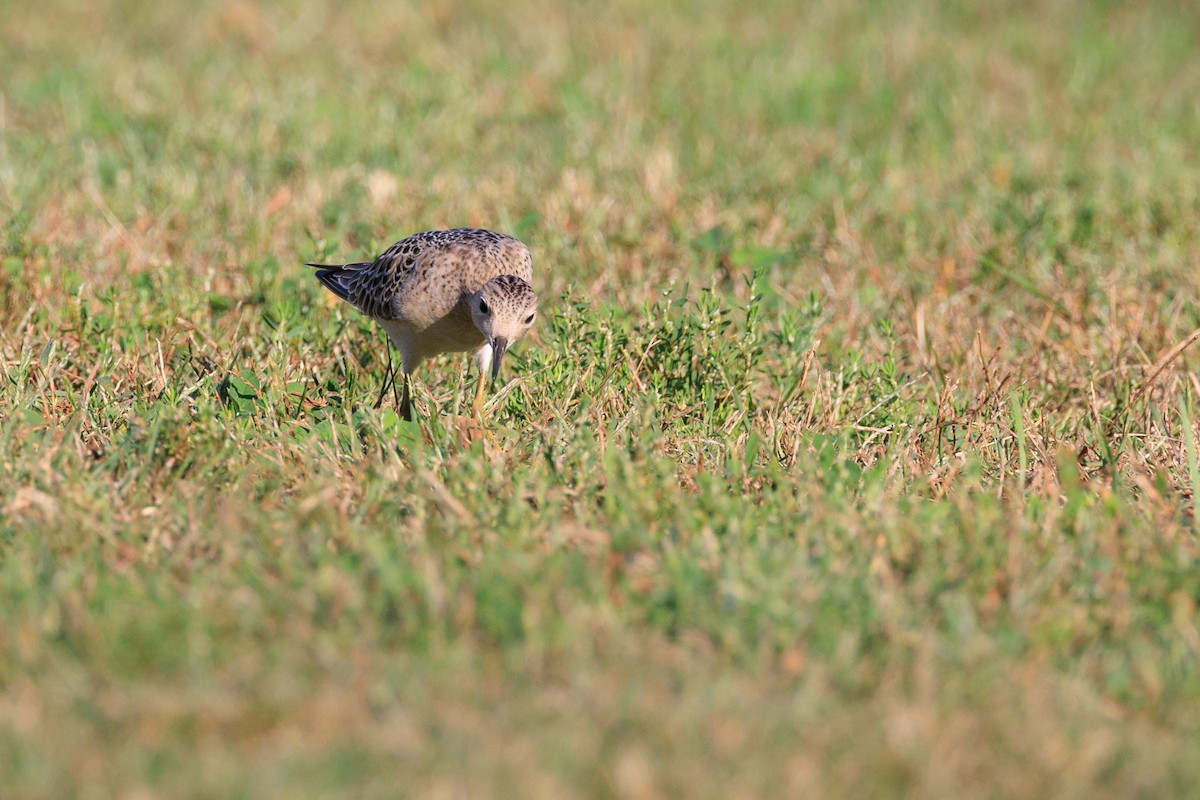 Buff-breasted Sandpiper - ML608775915