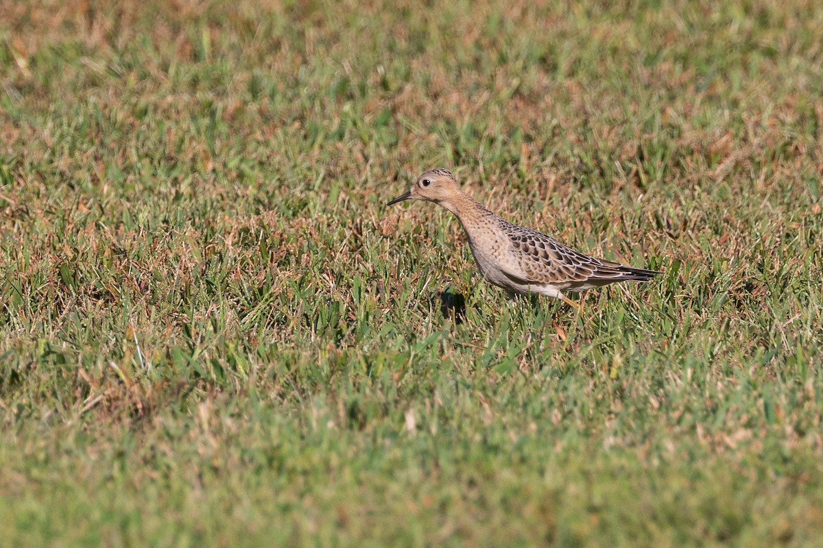 Buff-breasted Sandpiper - ML608775938