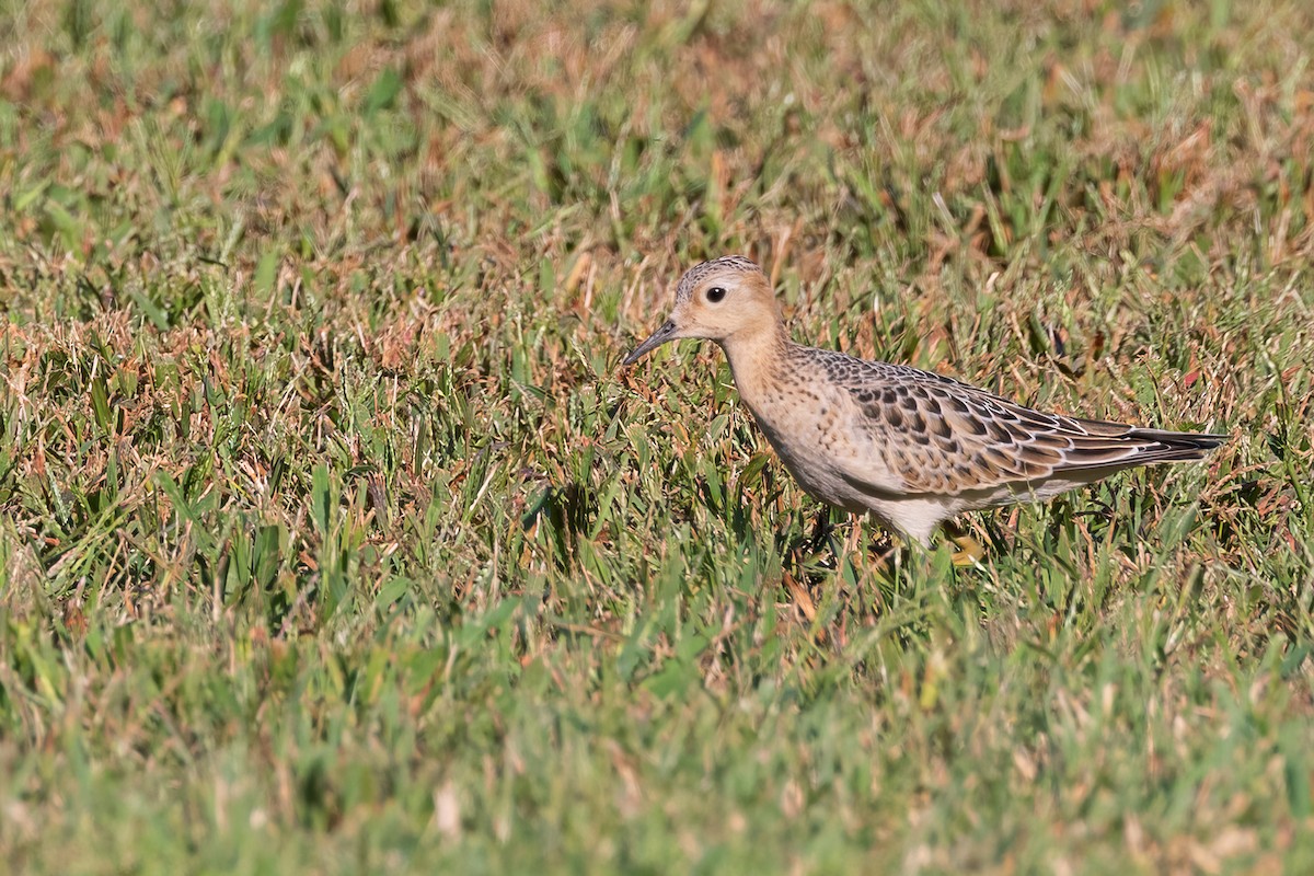 Buff-breasted Sandpiper - ML608775940