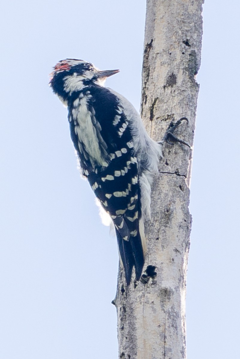 Hairy Woodpecker - ML608775958
