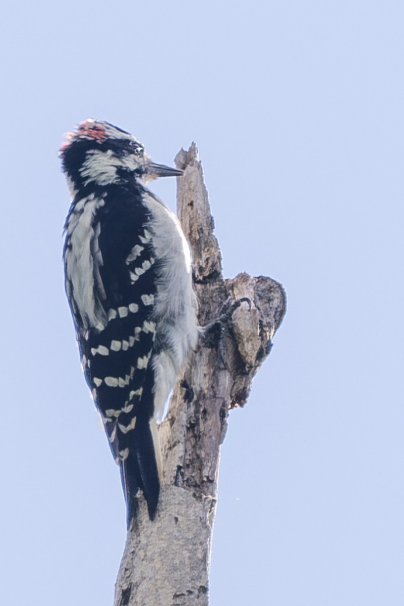 Hairy Woodpecker - ML608775959