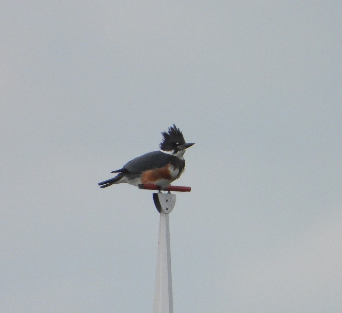 Belted Kingfisher - ML608776026
