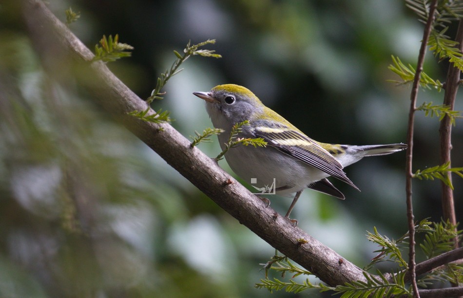 Chestnut-sided Warbler - ML608776093