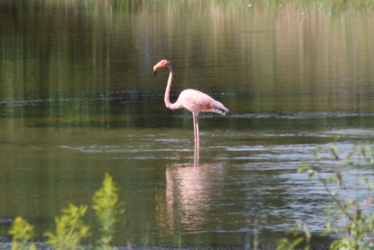 Flamant des Caraïbes - ML608776120