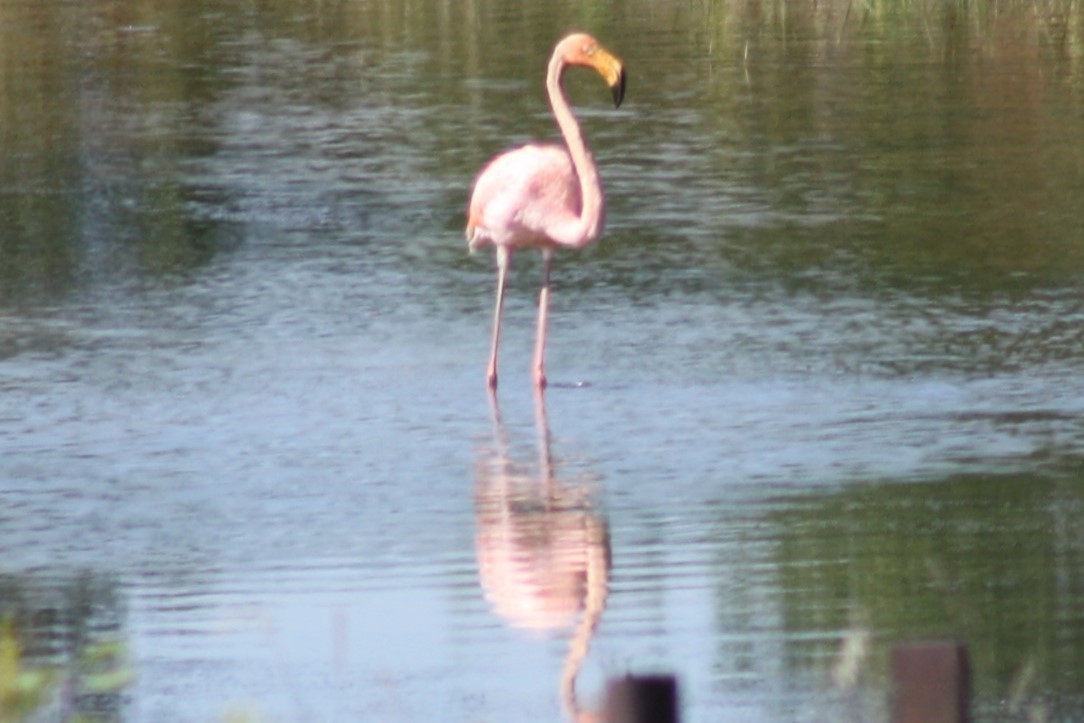 American Flamingo - ML608776121