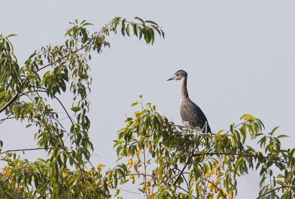 Yellow-crowned Night Heron - ML608776135