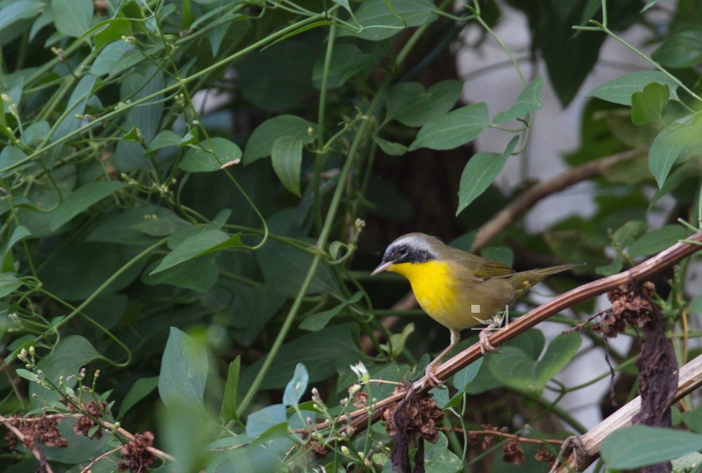 Common Yellowthroat - ML608776154