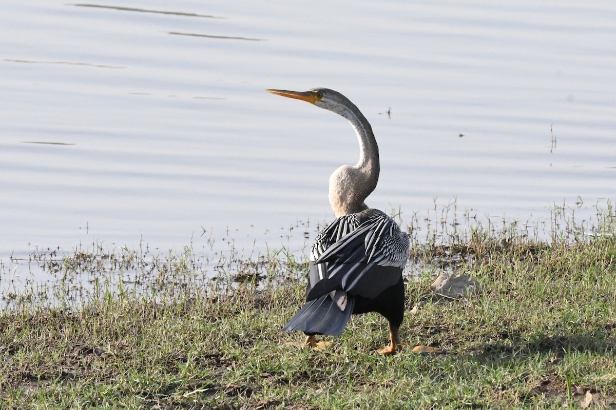 Oriental Darter - ML608776244