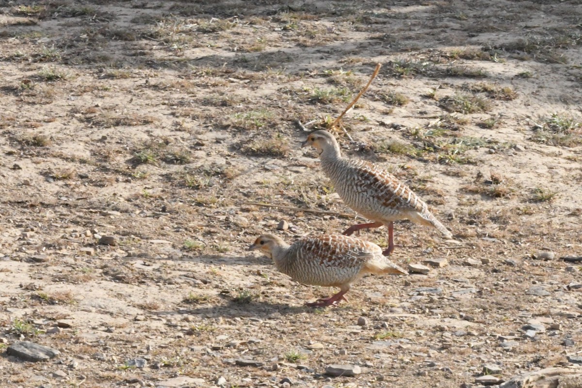 Gray Francolin - ML608776289