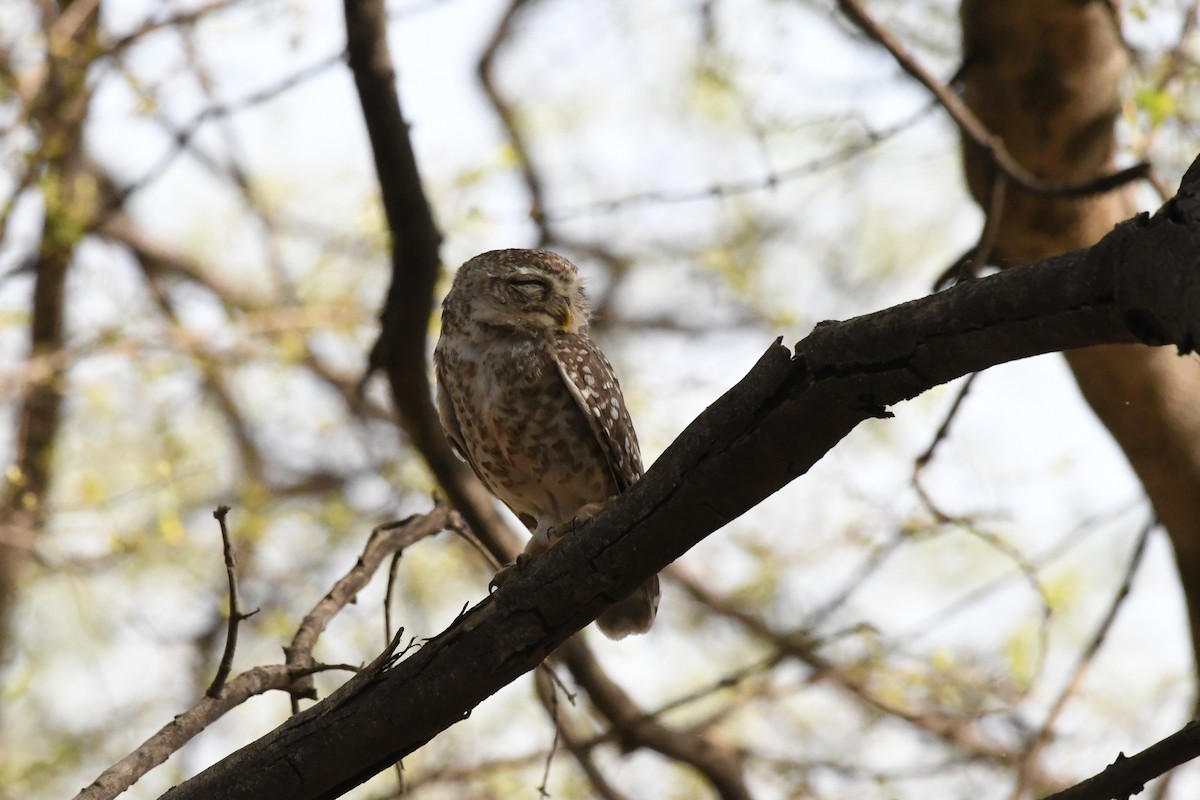 Spotted Owlet - ML608776316