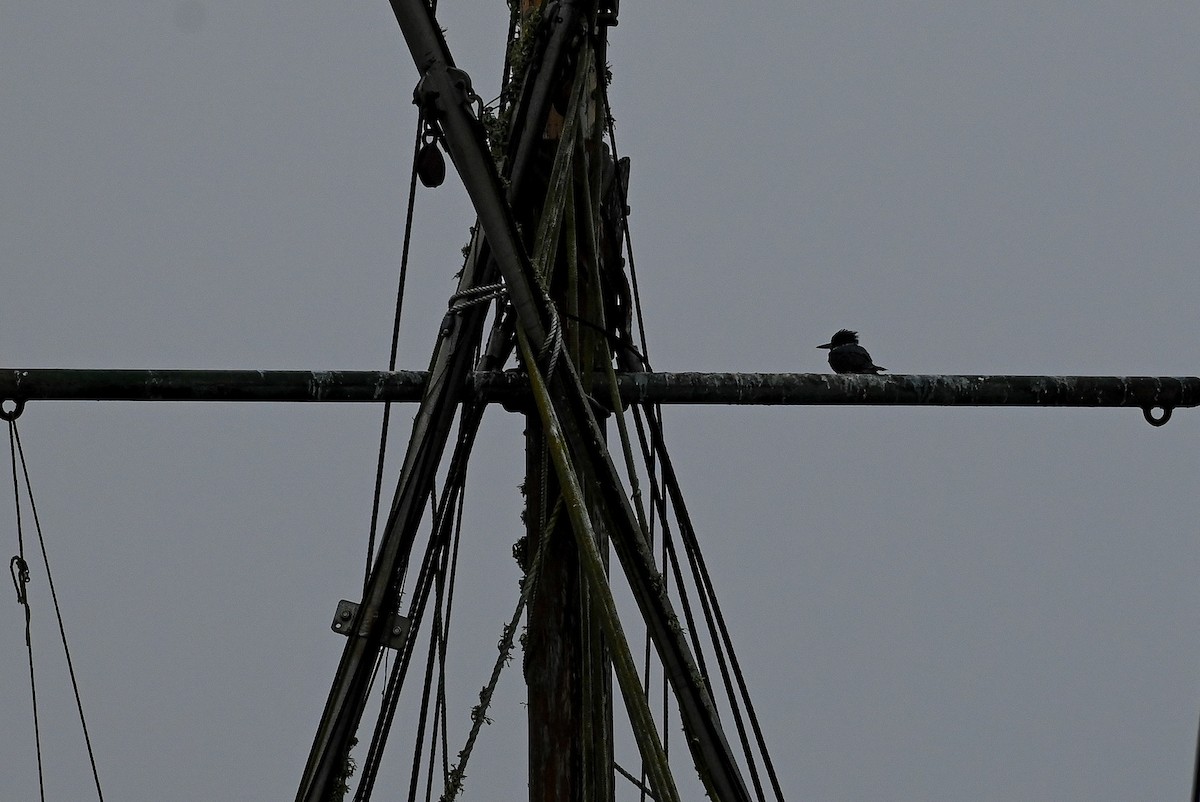 Belted Kingfisher - ML608776381