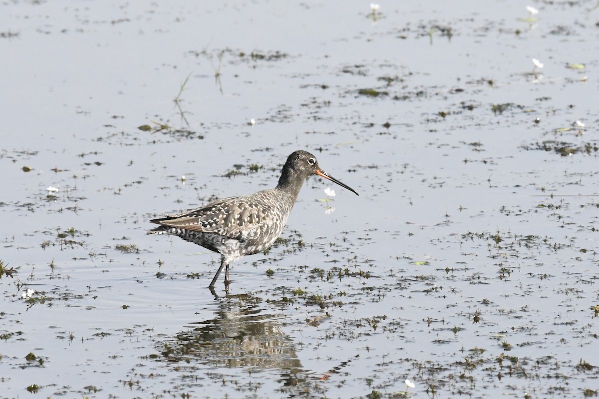 Spotted Redshank - ML608776382