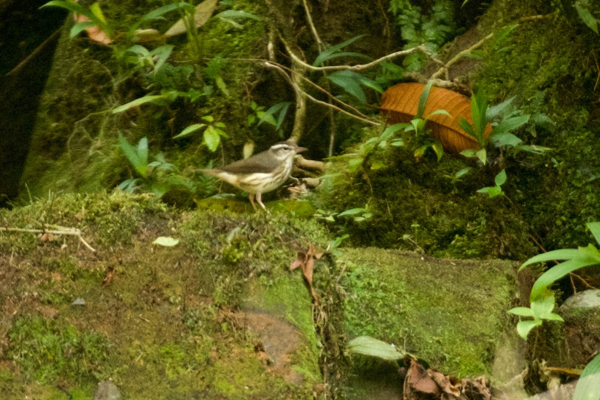 Louisiana Waterthrush - ML608776467