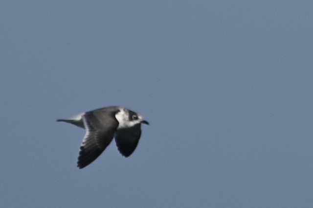 Franklin's Gull - ML608776478