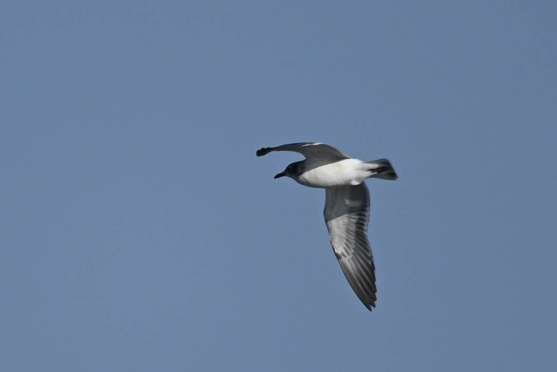 Franklin's Gull - ML608776482