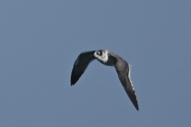 Franklin's Gull - ML608776483