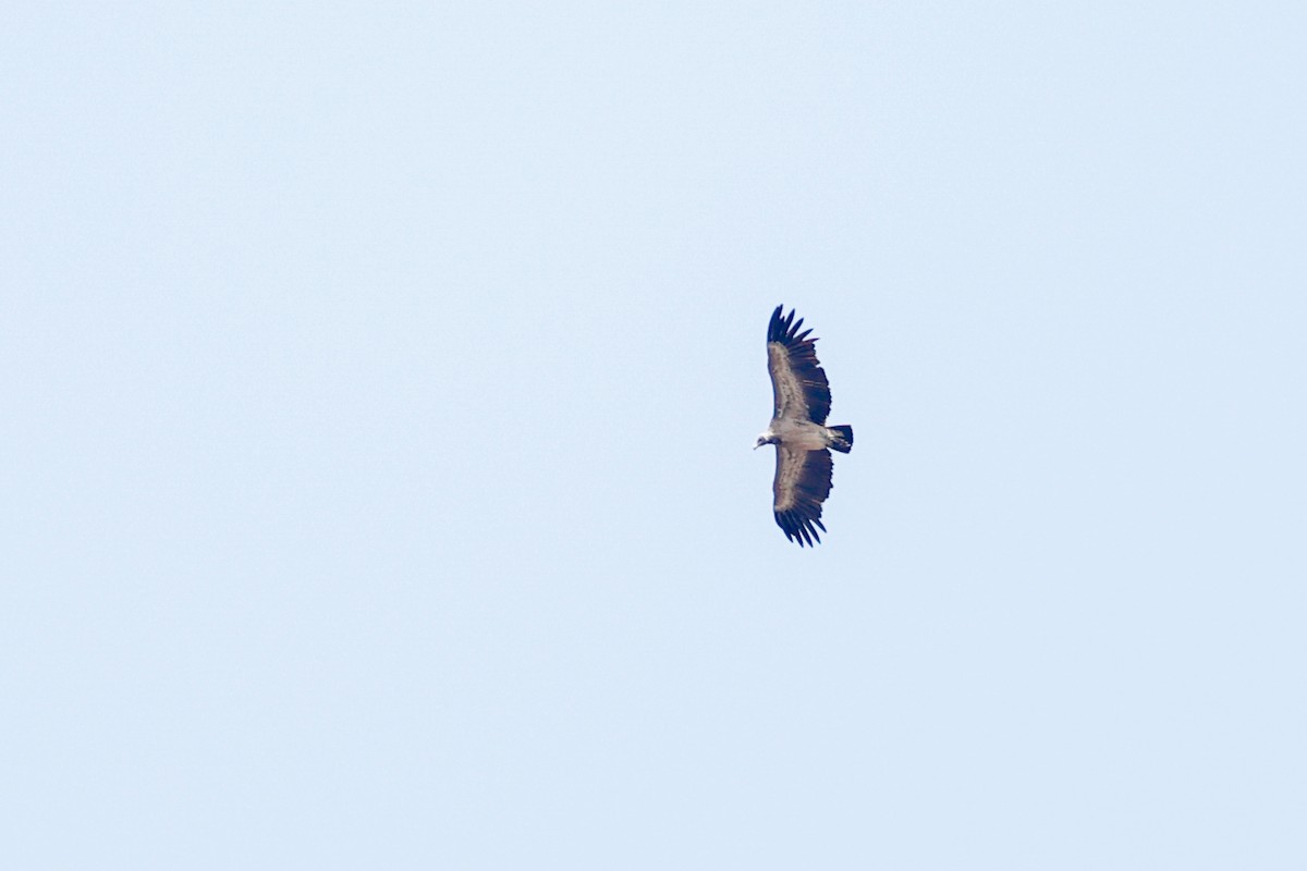 Indian Vulture - ML608776583