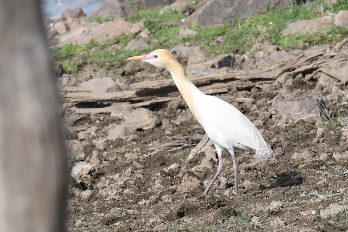 Eastern Cattle Egret - ML608776596