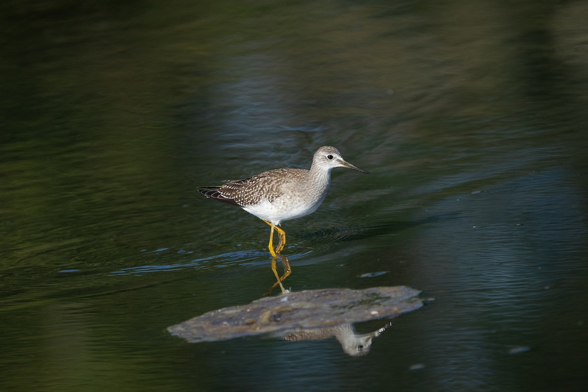 Lesser Yellowlegs - Jim Jordan