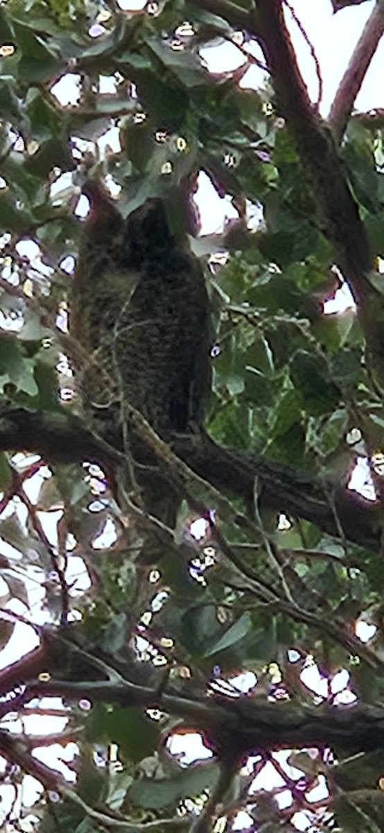 Great Horned Owl - ML608776674
