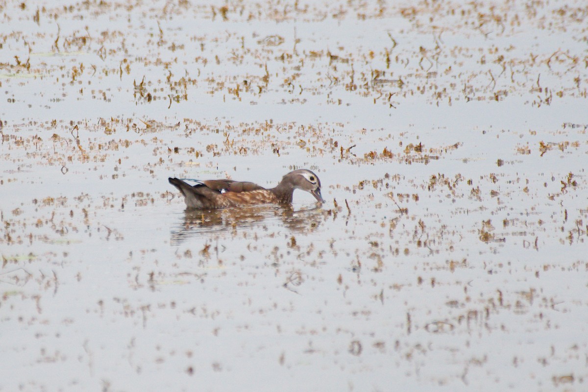 Wood Duck - ML608776697