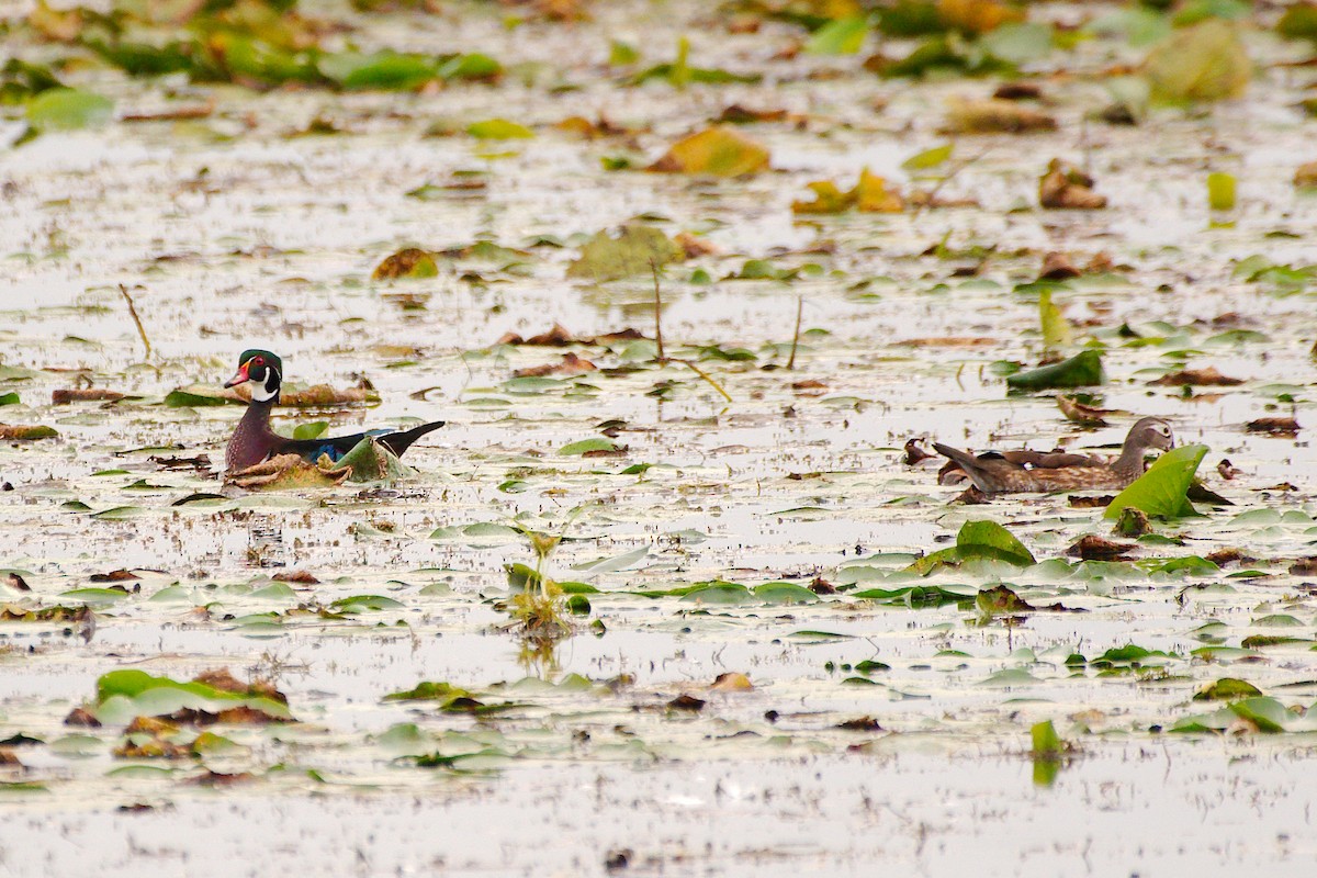 Wood Duck - ML608776700